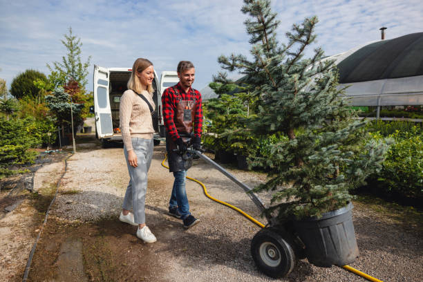 Leaf Removal